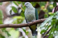 Grey-green Fruit Dove Ptilinopus purpuratus frater