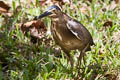 Little Heron Butorides atricapilla patruelis