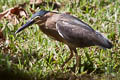 Little Heron Butorides atricapilla patruelis