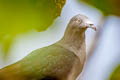 Nuku Hiva Imperial Pigeon Ducula galeata