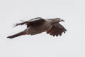 Nuku Hiva Imperial Pigeon Ducula galeata