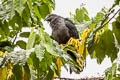 Nuku Hiva Imperial Pigeon Ducula galeata