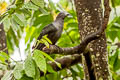 Nuku Hiva Imperial Pigeon Ducula galeata