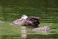 Pacific Black Duck Anas superciliosa rogersi