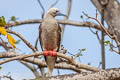 Red-footed Booby Sula sula rubriceps