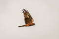 Swamp Harrier Circus approximans
