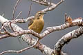 Alpine Pipit Anthus gutturalis wollastoni