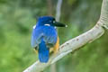 Azure Kingfisher Ceyx azureus ochrogaster