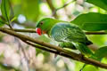 Azure-rumped Parrot Tanygnathus sumatranus sumatranus