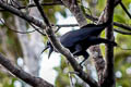 Banggai Crow Corvus unicolor