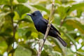 Biak Black Flycatcher Myiagra atra