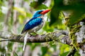 Biak Paradise Kingfisher Tanysiptera riedelii