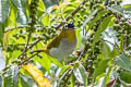 Black-crowned White-eye Zosterops atrifrons atrifrons