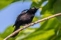 Black Sunbird Leptocoma aspasia cochrani