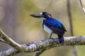 Blue-and-white Kingfisher Todiramphus diops