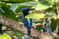 Blue-black Kingfisher Todiramphus nigrocyaneus nigrocyaneus