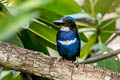 Blue-black Kingfisher Todiramphus nigrocyaneus nigrocyaneus