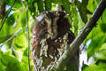 Feline Owlet-nightjar Aegotheles insignis