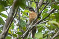 Geelvinck Cicadabird Edolisoma meyerii