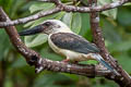 Great-billed Kingfisher Pelargopsis melanorhyncha melanorhyncha