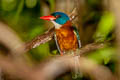 Green-backed Kingfisher Actenoides monachus monachus
