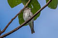 Grey-streaked Flycatcher Muscicapa griseisticta