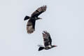 Grey Crow Corvus tristis (Bare-eyed Crow)
