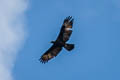 Gurney's Eagle Aquila gurneyi
