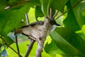 Island Whistler Pachycephala phaionota