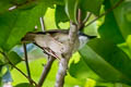 Island Whistler Pachycephala phaionota
