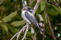 Ivory-backed Woodswallow Artamus monachus