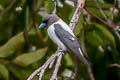 Ivory-backed Woodswallow Artamus monachus