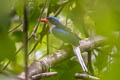 Kofiau Paradise Kingfisher Tanysiptera ellioti