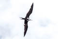 Lesser Frigatebird Fregata ariel ariel