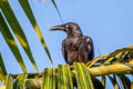 Long-billed Crow Corvus validus