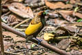 Magnificent Bird-of-paradise Diphyllodes magnificus magnificus