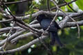 Moluccan Drongo-Cuckoo Surniculus musschenbroeki