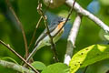 Moluccan Flycatcher Myiagra galeata galeata (Moluccan Monarch, Slaty Flycatcher)