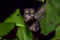 Moluccan Scops Owl Otus magicus obira