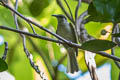 Olive Honeyeater Lichmera argentauris