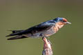 Pacific Swallow Hirundo tahitica javanica