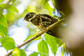 Papuan Nightjar Eurostopodus papuensis