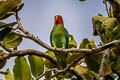 Red-cheeked Parrot Geoffroyus geoffroyi obiensis