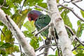 Red-cheeked Parrot Geoffroyus geoffroyi mysorensis 