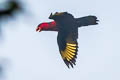 Red-cheeked Parrot Geoffroyus geoffroyi mysorensis 