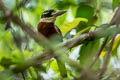 Rufous-bellied Kookaburra Dacelo gaudichaud