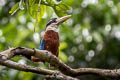 Rufous-bellied Kookaburra Dacelo gaudichaud