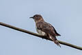 Sahul Brush Cuckoo Cacomantis variolosus infaustus