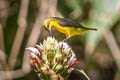 Olive-backed Sunbird Cinnyris frenatus robustirostris