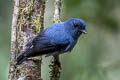 Slaty Robin Peneothello cyanus cyanus (Blue-grey Robin)
